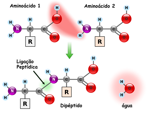 formação de proteínas