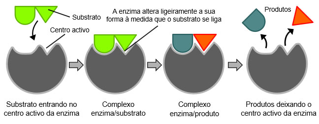 modelo encaixe induzido